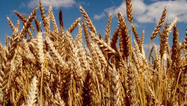 Озимая пшеница Васылына